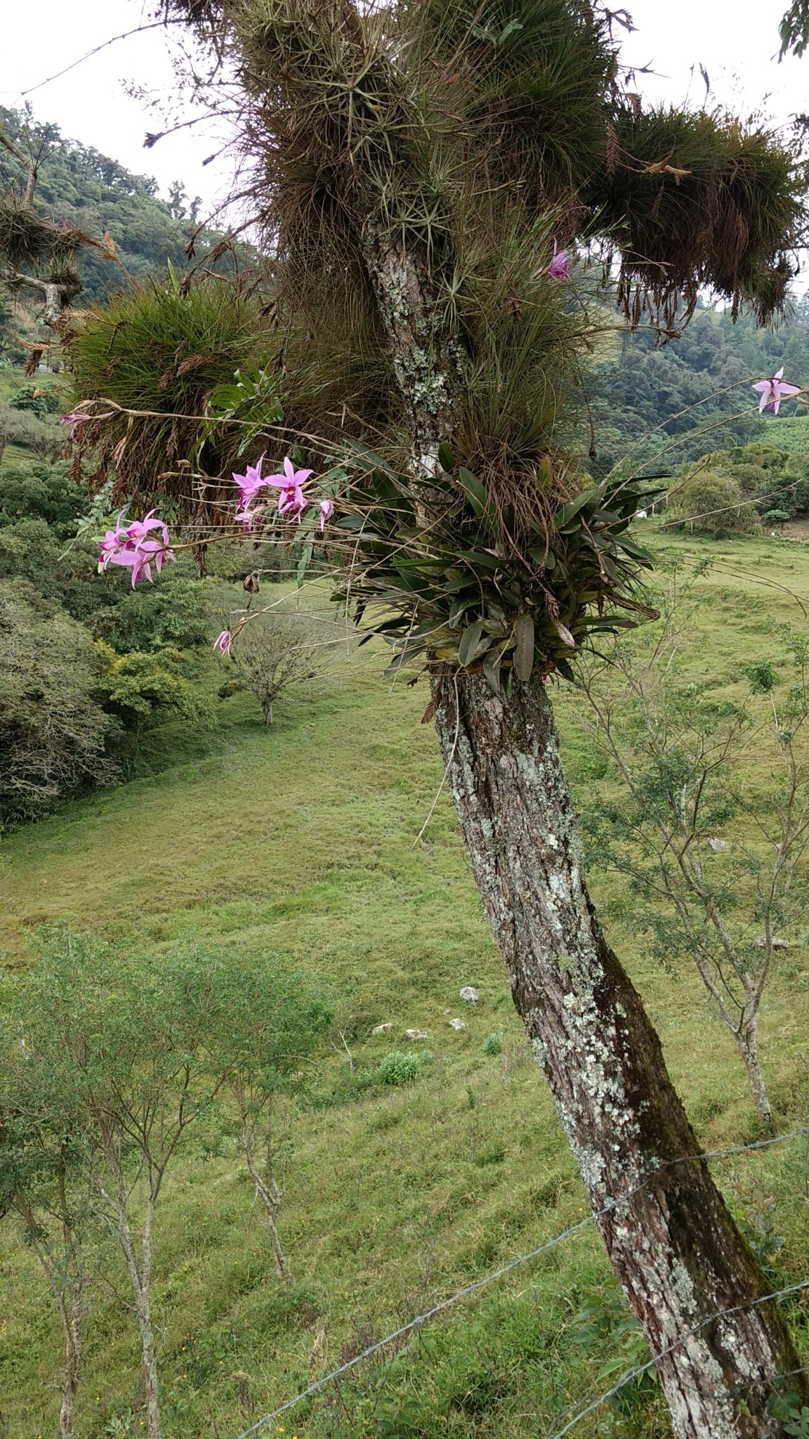 Laelia anceps coerulea